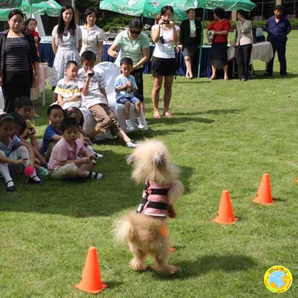 Doggie show明星狗