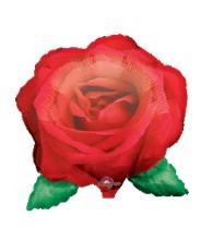 Red Blooming Rose红玫瑰    